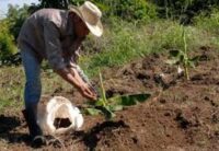 Instan a fomentar el uso de las técnicas agroecológicas