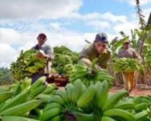 Comprometidos agricultores avileños con el incremento de entregas