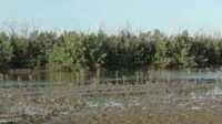 Impulsan acciones de conservación en Gran Humedal