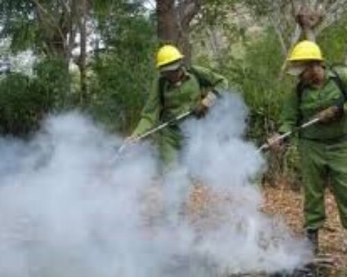 Despliegan acciones para evitar incendios forestales