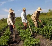 Por la soberanía y seguridad alimentaria y nutricional