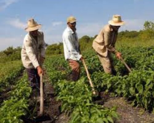 Por la soberanía y seguridad alimentaria y nutricional