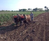 Insisten en aprovechar cada pedazo de tierra