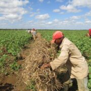 Cooperativas campesinas por el desarrollo económico
