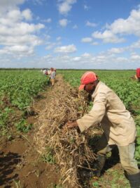 Aportan cooperativas campesinas al desarrollo económico