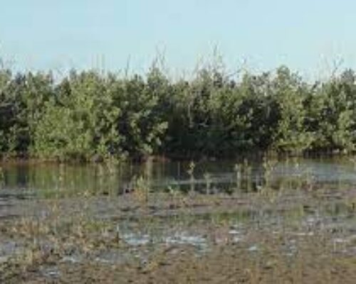 Impulsan programa de Manejo Integrado Costero