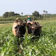 Impulsan campesinos moronenses la producción de alimentos