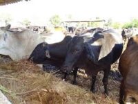 Laboran por la recuperación ganadera  en pecuaria Turiguanó