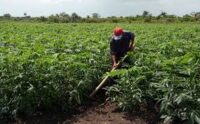 Comprometida la ciencia con el programa de soberanía alimentaria