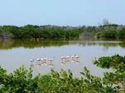 Amplia representación de la fauna en el Gran Humedal