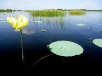 Aporta múltiples beneficios el Gran Humedal al municipio de Morón