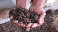 Aplican técnicas agroecológicas pero aún resultan insuficientes
