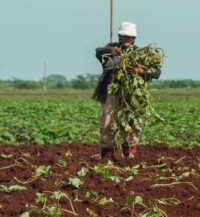 Prosigue campaña de frio con siembra de cultivos de ciclo corto