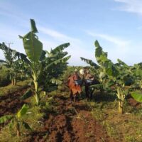Optan por la tracción animal para labores agricolas en Morón