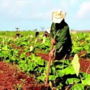 Incrementar la producción de alimentos