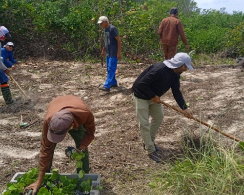 Saldos positivos del proyecto de rehabilitación de dunas