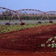 Urge cumplir los planes agrícolas