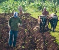 Insisten en aprovechar al máximo las tierras disponibles