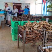Mercados de Acopio en Ciego de Ávila