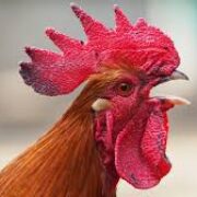 Al cantío del gallo