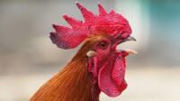 Al cantío del gallo