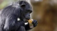 Relevantes apuntes sobre los chimpancés