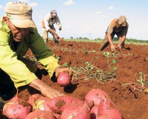Producir más alimentos desde el campo