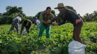Marcha sector campesino y cooperativo a ritmo de 26
