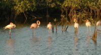 Abogan en Jardines del Rey por un modelo de turismo sostenible