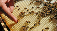 Buscan alternativas apicultores moronenses ante intensa sequia