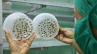 Obtendrá biofábrica avileña semillas de papa de alta calidad