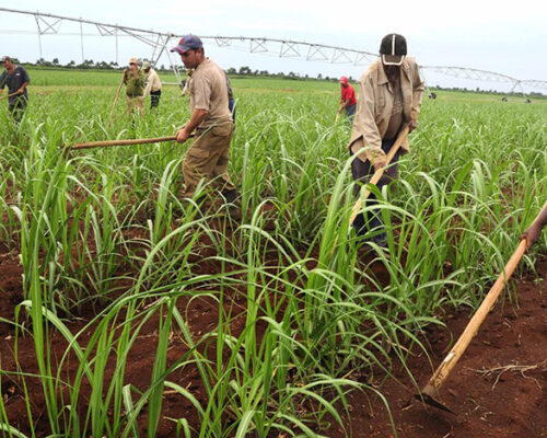 Impulsan la limpia de plantaciones cañeras