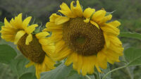Mejoran cultivos de girasol mediante biofertilización