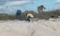 Rehabilitan ecosistemas dunares en Jardines del Rey