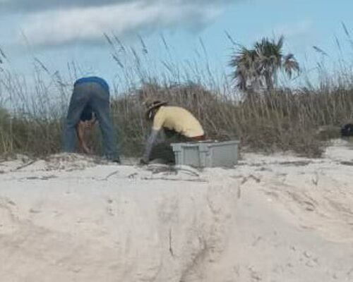 Rehabilitan ecosistemas dunares en Jardines del Rey