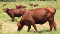 Apuestan en Turiguanó por proteger la raza Santa Gertrudis