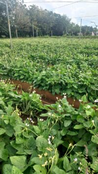 Laboran agricultores para mantener ofertas durante el periodo estival
