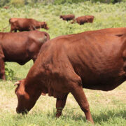 Apuestan por proteger la raza Santa Gertrudis
