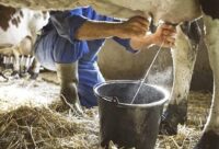 Trabajan en Morón por elevar la producción lechera