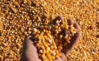 Laboran productores moronenses en el secado del maíz