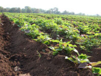Impulsan producción de alimentos pese déficit de recursos