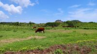 Laboran en Morón en la siembra de alimento animal