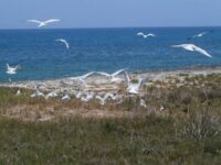 Publican artículo sobre investigación de institución científica de Cayo Coco