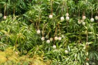 Mantiene Morón plantaciones de frutales