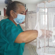 Entre moscas para proteger la caña