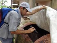 Mantienen acciones contra arbovirosis en territorio avileño