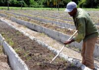 Preparan áreas agrícolas para garantizar ofertas de verduras para fin de año