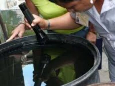 Batalla sin tregua contra la arbovirosis