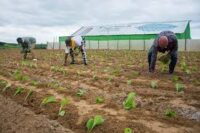 Inserción de Primero de Enero al cultivo del tabaco
