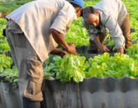 Incentivan la Agricultura Urbana para diversificar producciones